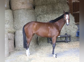 Other Warmbloods, Mare, 4 years, 16.1 hh
