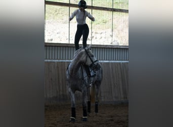 Other Warmbloods, Mare, 4 years, 16.1 hh, Gray-Dapple