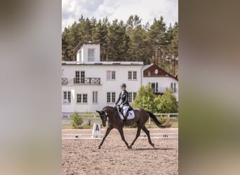 Other Warmbloods, Mare, 4 years, 16.1 hh, Grey