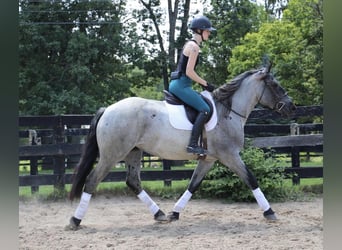 Other Warmbloods, Mare, 4 years, 16.2 hh, Roan-Blue