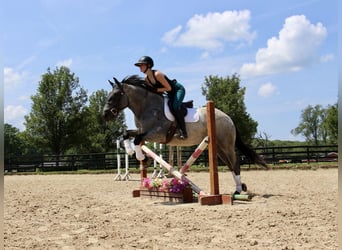 Other Warmbloods, Mare, 4 years, 16.2 hh, Roan-Blue