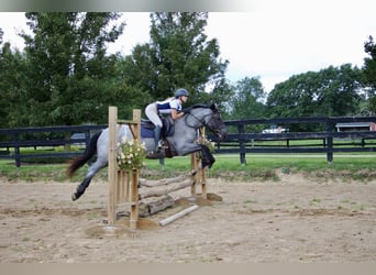 Other Warmbloods, Mare, 4 years, 16.2 hh, Roan-Blue