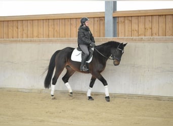 Other Warmbloods, Mare, 4 years, 16 hh, Bay-Dark