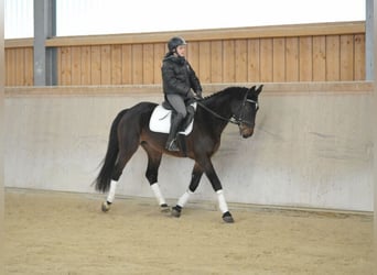 Other Warmbloods, Mare, 4 years, 16 hh, Bay-Dark