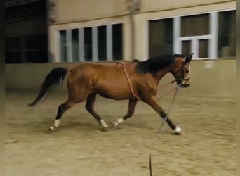 Other Warmbloods, Mare, 4 years, 16 hh, Brown