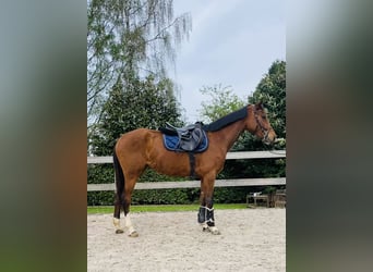 Other Warmbloods, Mare, 4 years, 16 hh, Brown