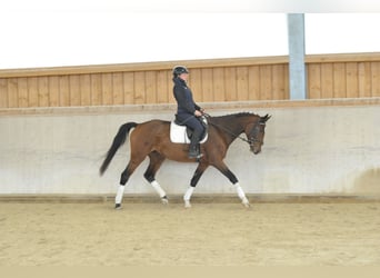 Other Warmbloods, Mare, 4 years, 16 hh, Brown