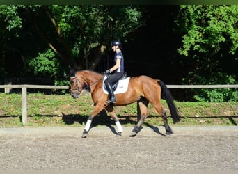 Other Warmbloods, Mare, 4 years, 16 hh, Brown