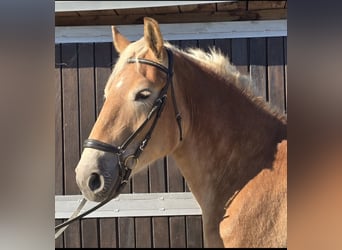Other Warmbloods Mix, Mare, 4 years, 16 hh, Chestnut-Red
