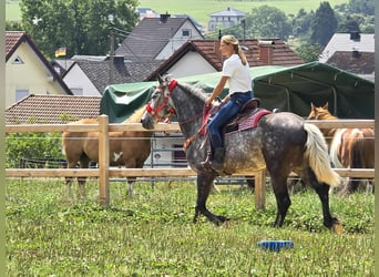 Other Warmbloods, Mare, 4 years, 16 hh, Gray-Dapple