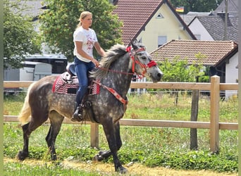 Other Warmbloods, Mare, 4 years, 16 hh, Gray-Dapple