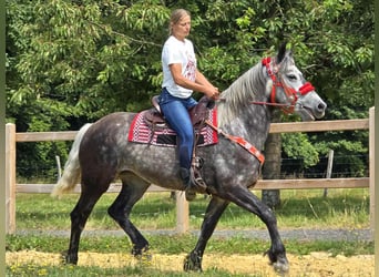 Other Warmbloods, Mare, 4 years, 16 hh, Gray-Dapple