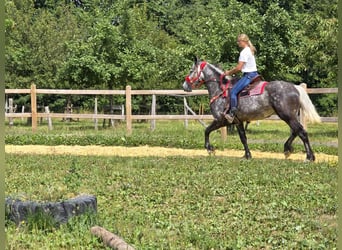 Other Warmbloods, Mare, 4 years, 16 hh, Gray-Dapple