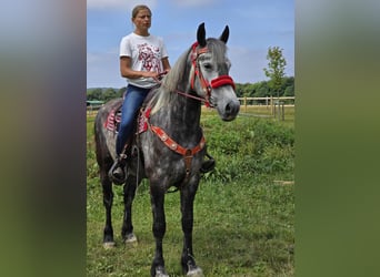 Other Warmbloods, Mare, 4 years, 16 hh, Gray-Dapple