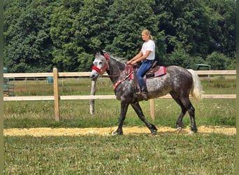 Other Warmbloods, Mare, 4 years, 16 hh, Gray-Dapple