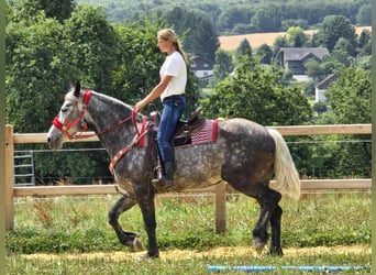 Other Warmbloods, Mare, 4 years, 16 hh, Gray-Dapple
