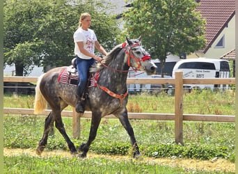 Other Warmbloods, Mare, 4 years, 16 hh, Gray-Dapple