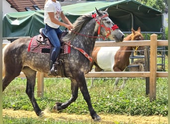 Other Warmbloods, Mare, 4 years, 16 hh, Gray-Dapple