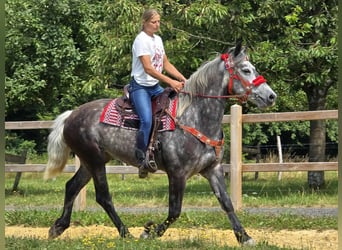Other Warmbloods, Mare, 4 years, 16 hh, Gray-Dapple
