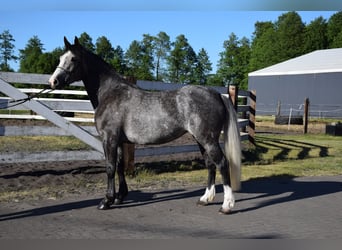 Other Warmbloods, Mare, 4 years, 16 hh, Grey-Dapple
