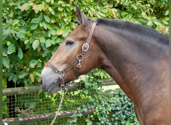 Other Warmbloods Mix, Mare, 4 years, 16 hh