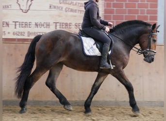 Other Warmbloods Mix, Mare, 4 years, 16 hh