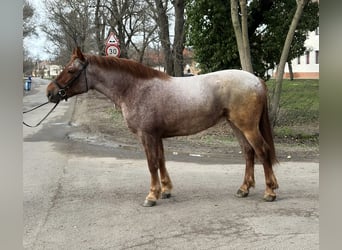 Other Warmbloods, Mare, 4 years, 16 hh, Roan-Red