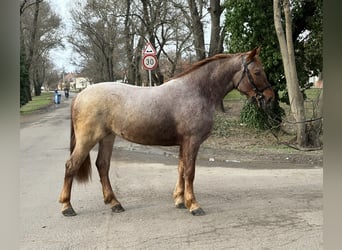 Other Warmbloods, Mare, 4 years, 16 hh, Roan-Red