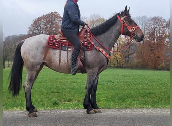 Other Warmbloods, Mare, 4 years, 16 hh, Roan-Red