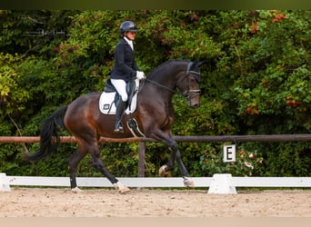 Other Warmbloods, Mare, 4 years, 16 hh, Smoky-Black