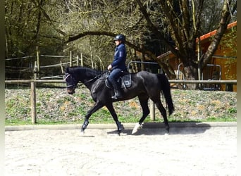Other Warmbloods, Mare, 4 years, 16 hh, Smoky-Black