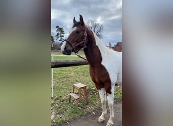 Other Warmbloods Mix, Mare, 4 years, 16 hh, Tobiano-all-colors