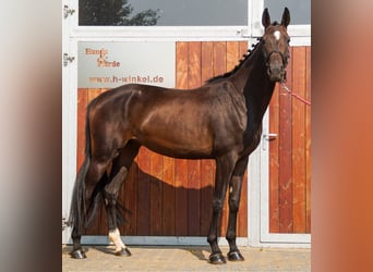 Other Warmbloods, Mare, 4 years, 16,1 hh