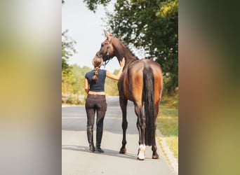 Other Warmbloods, Mare, 4 years, 16,1 hh