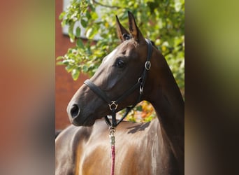 Other Warmbloods, Mare, 4 years, 16,1 hh
