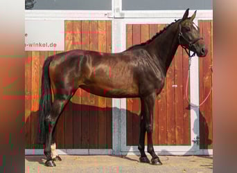 Other Warmbloods, Mare, 4 years, 16,1 hh