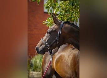 Other Warmbloods, Mare, 4 years, 16,1 hh