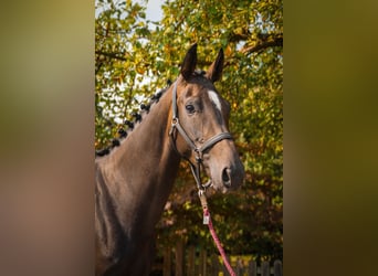 Other Warmbloods, Mare, 4 years, 16,1 hh
