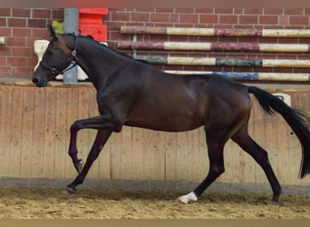 Other Warmbloods, Mare, 4 years, 16,1 hh