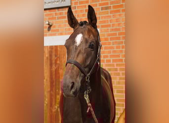 Other Warmbloods, Mare, 4 years, 16,1 hh