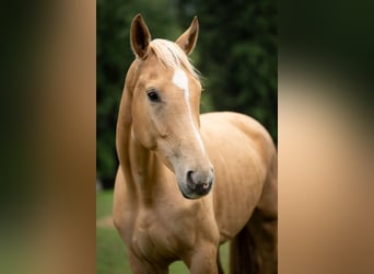 Other Warmbloods, Mare, 4 years, 16,1 hh, Palomino