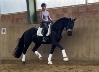 Other Warmbloods, Mare, 4 years, 17 hh, Black
