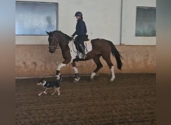 Other Warmbloods, Mare, 4 years, Pinto