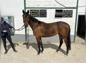 Other Warmbloods, Mare, 5 years, 14.2 hh, Brown