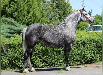 Other Warmbloods, Mare, 5 years, 14.2 hh, Grey-Dapple