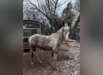 Other Warmbloods Mix, Mare, 5 years, 14,2 hh