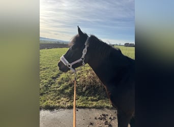 Other Warmbloods, Mare, 5 years, 14,3 hh, Bay-Dark