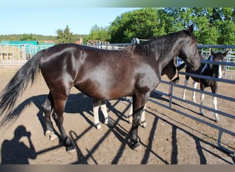 Other Warmbloods, Mare, 5 years, 15.1 hh, Black