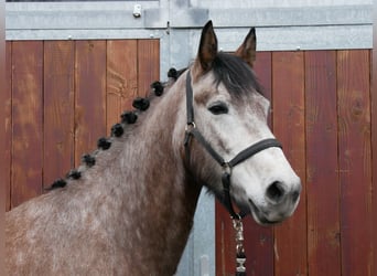 Other Warmbloods, Mare, 5 years, 15.1 hh, Brown Falb mold