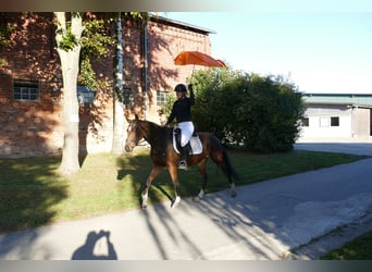 Other Warmbloods, Mare, 5 years, 15.1 hh, Brown